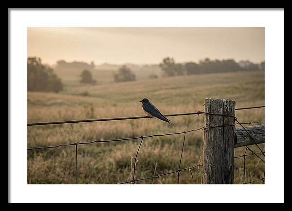 Barn Swallow On A Rustic Fence