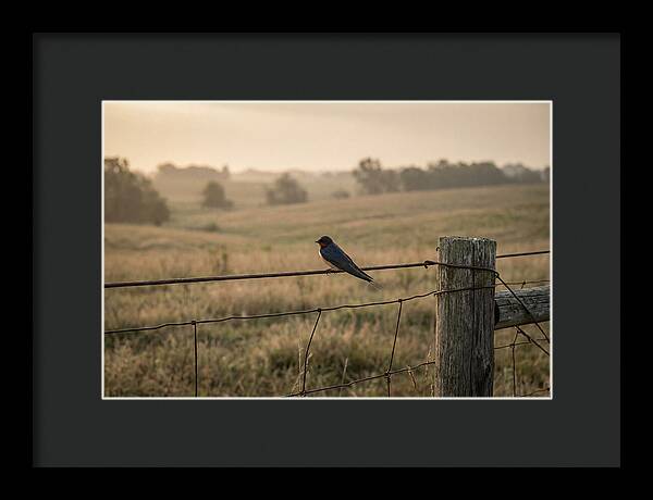 Barn Swallow On A Rustic Fence