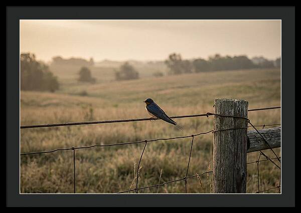 Barn Swallow On A Rustic Fence