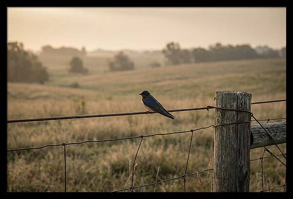 Barn Swallow On A Rustic Fence