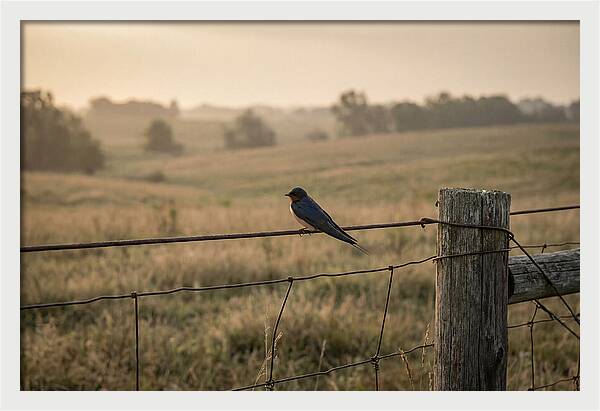 Barn Swallow On A Rustic Fence