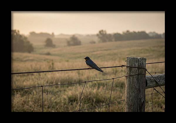 Barn Swallow On A Rustic Fence
