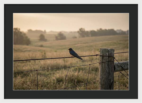 Barn Swallow On A Rustic Fence