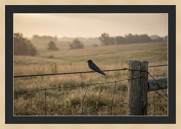 Barn Swallow On A Rustic Fence