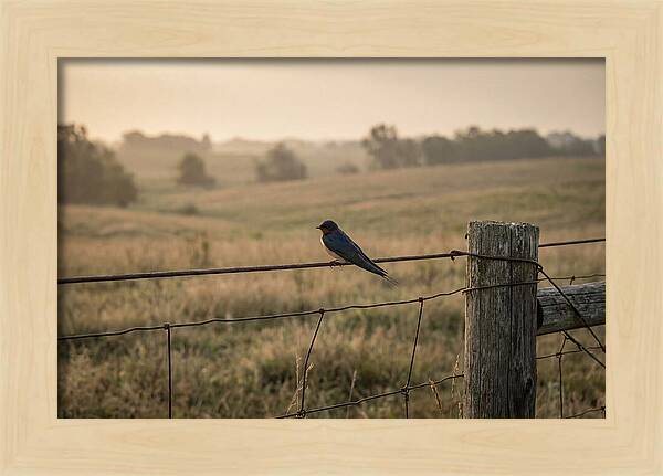 Barn Swallow On A Rustic Fence