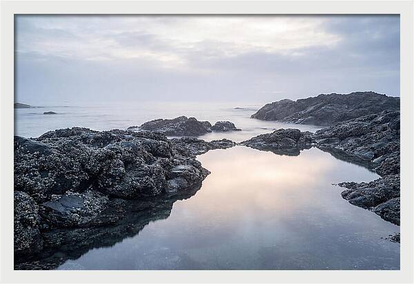 Barnacle Covered Rocks At Low Tide