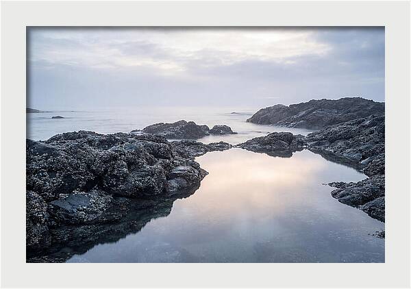 Barnacle Covered Rocks At Low Tide