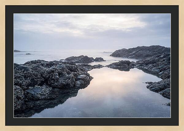Barnacle Covered Rocks At Low Tide