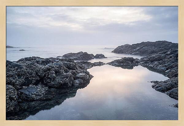 Barnacle Covered Rocks At Low Tide