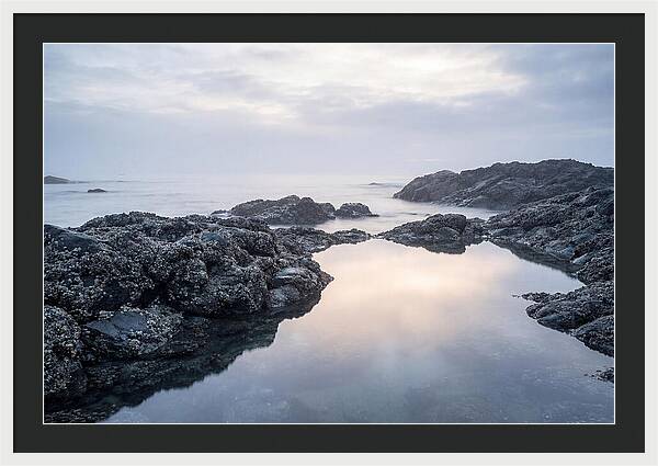 Barnacle Covered Rocks At Low Tide