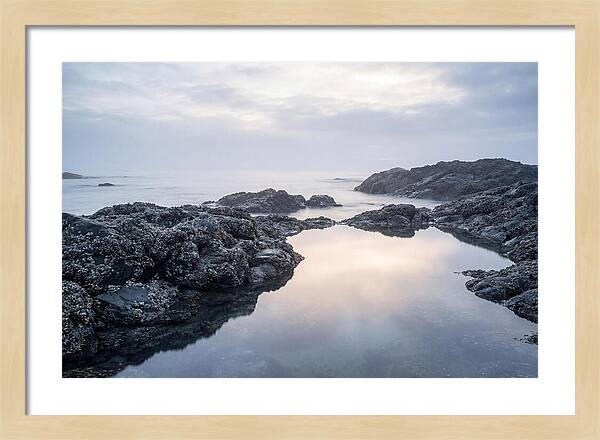 Barnacle Covered Rocks At Low Tide