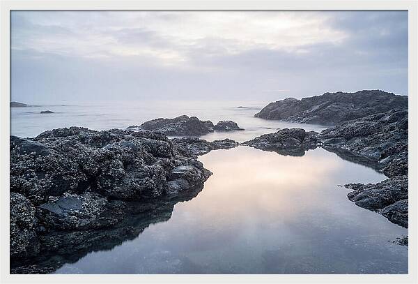 Barnacle Covered Rocks At Low Tide