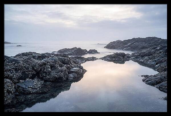 Barnacle Covered Rocks At Low Tide