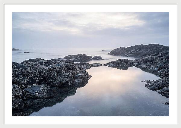 Barnacle Covered Rocks At Low Tide