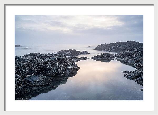 Barnacle Covered Rocks At Low Tide