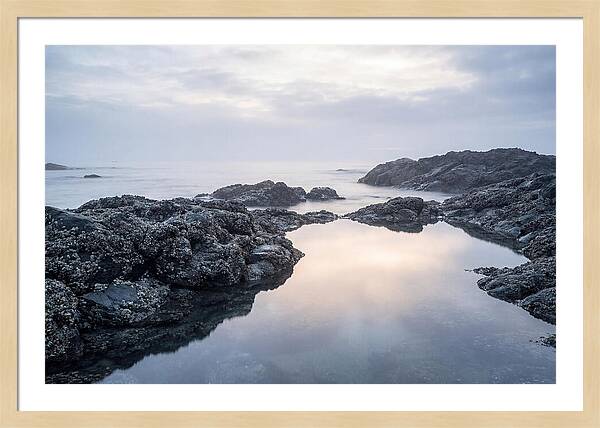 Barnacle Covered Rocks At Low Tide