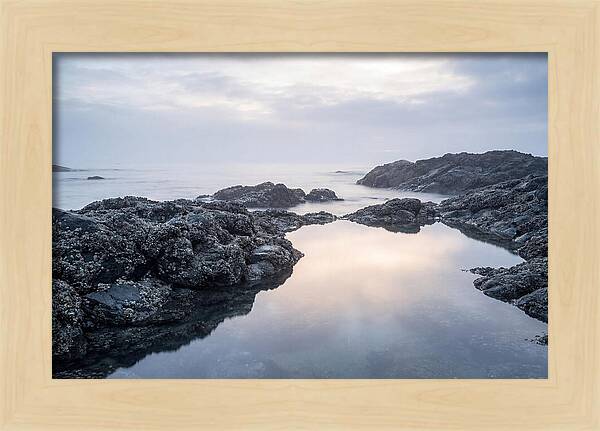 Barnacle Covered Rocks At Low Tide