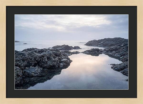 Barnacle Covered Rocks At Low Tide