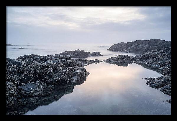 Barnacle Covered Rocks At Low Tide