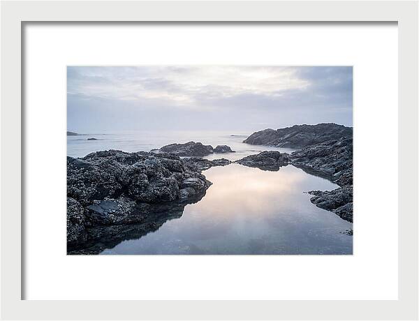 Barnacle Covered Rocks At Low Tide