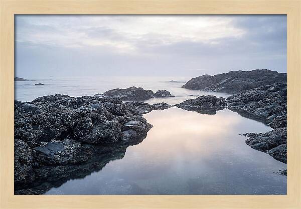 Barnacle Covered Rocks At Low Tide