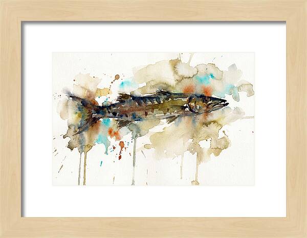 Barracuda In Watercolor