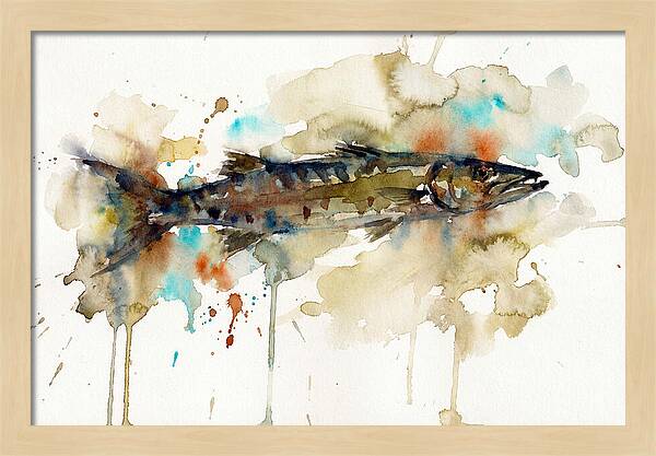 Barracuda In Watercolor
