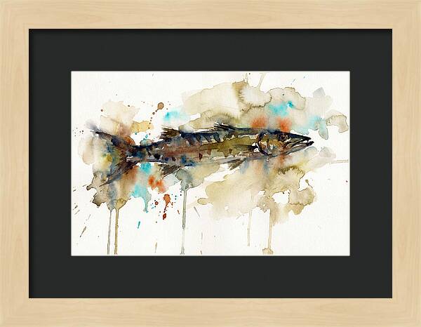 Barracuda In Watercolor