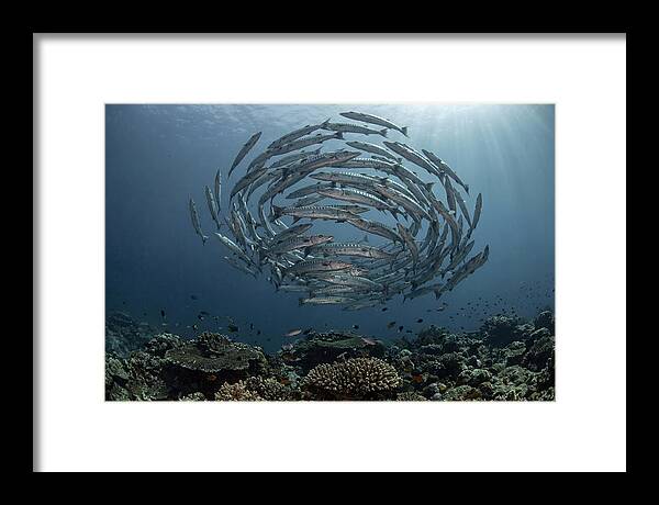 Barracuda School In Motion