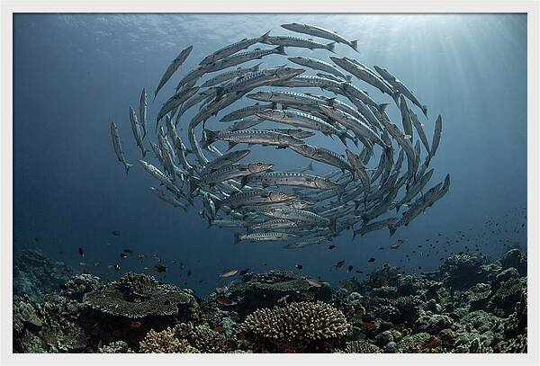 Barracuda School In Motion