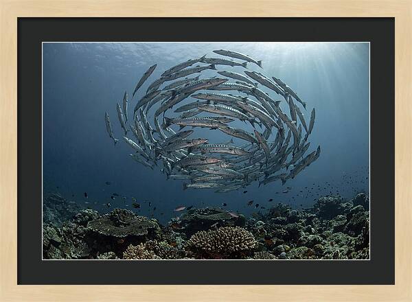 Barracuda School In Motion