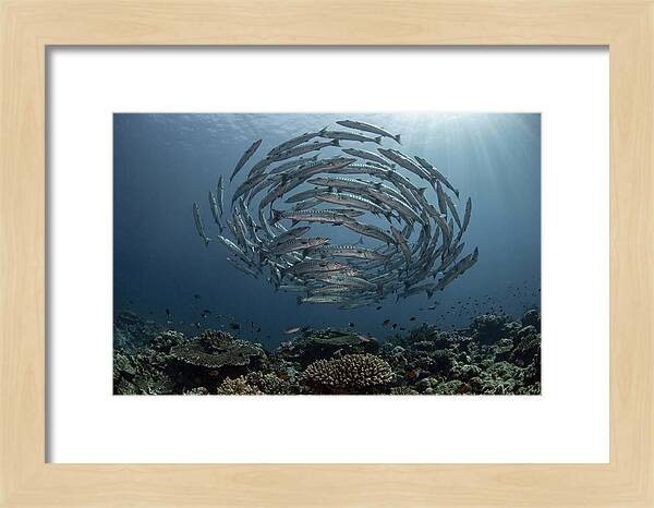 Barracuda School In Motion