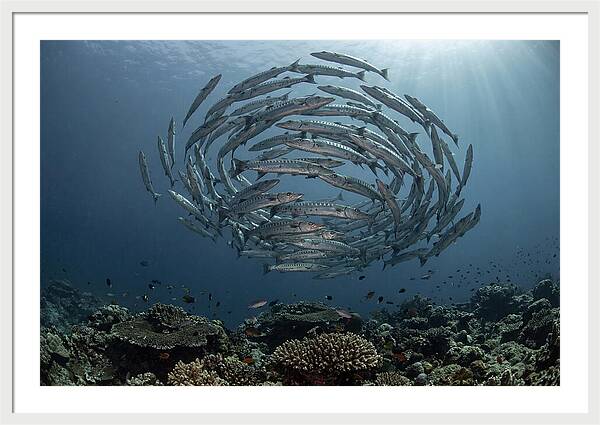 Barracuda School In Motion
