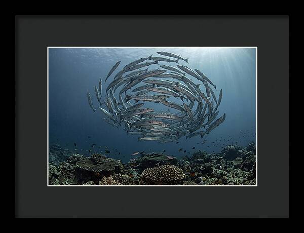 Barracuda School In Motion