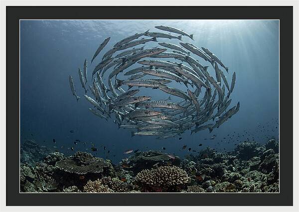 Barracuda School In Motion