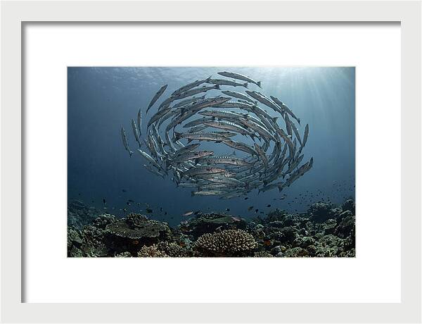 Barracuda School In Motion