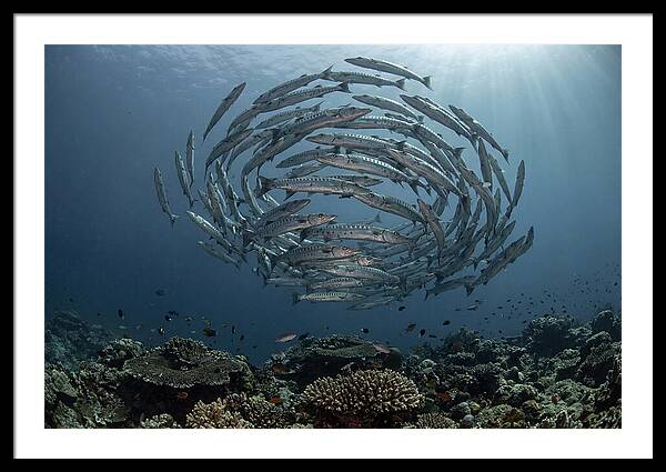 Barracuda School In Motion