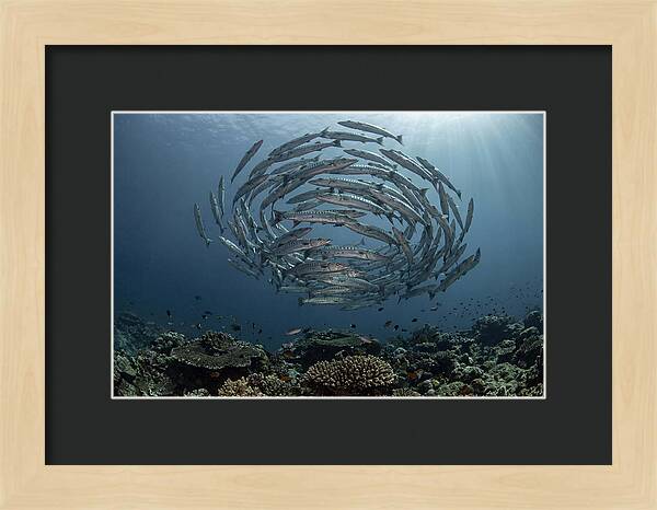 Barracuda School In Motion