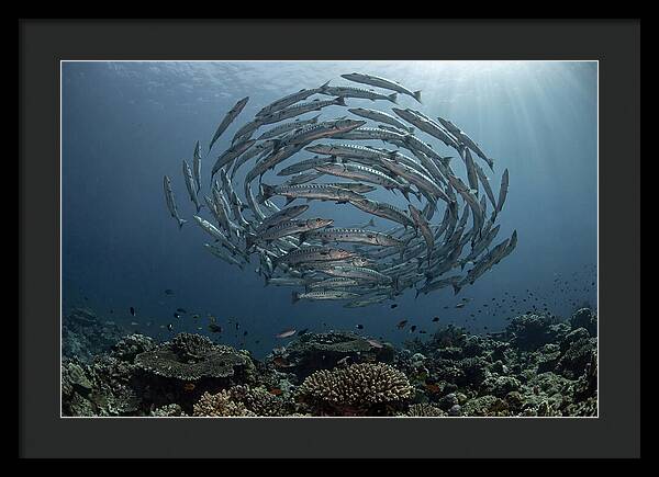 Barracuda School In Motion