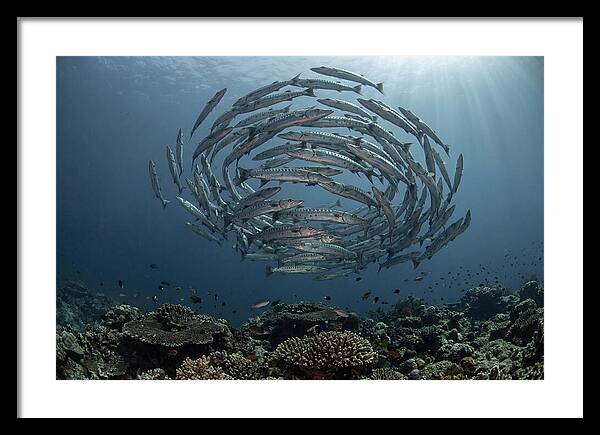 Barracuda School In Motion