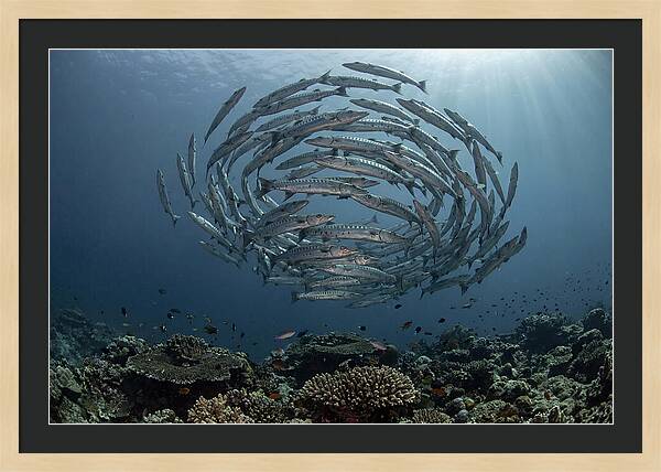 Barracuda School In Motion