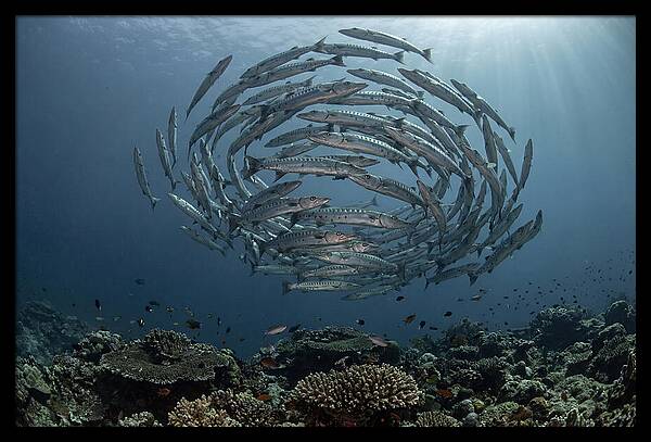 Barracuda School In Motion