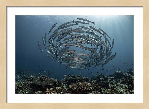 Barracuda School In Motion