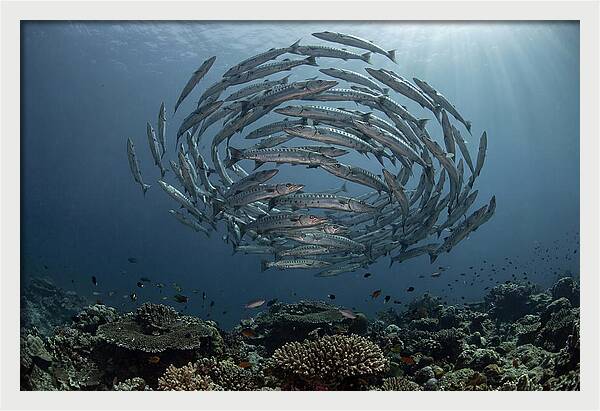 Barracuda School In Motion