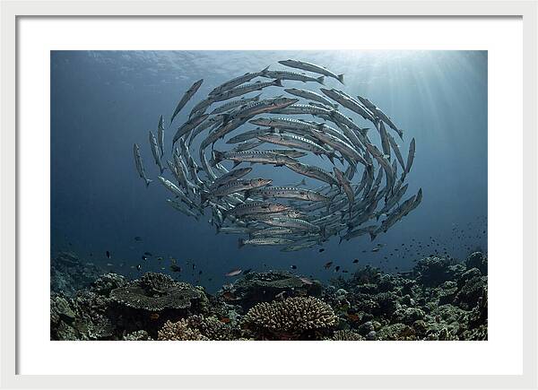 Barracuda School In Motion