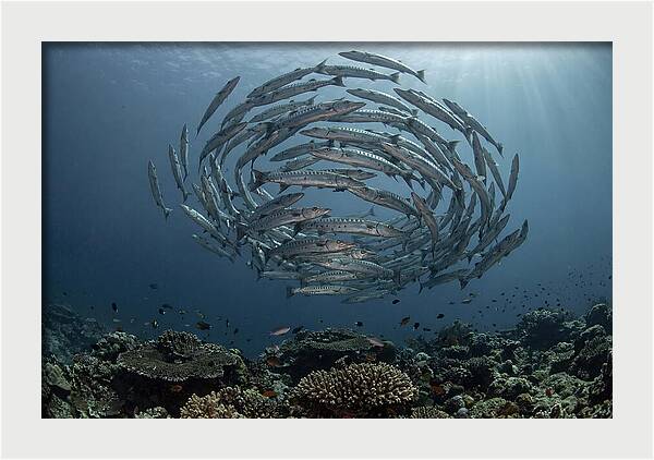 Barracuda School In Motion