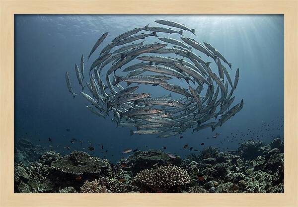 Barracuda School In Motion