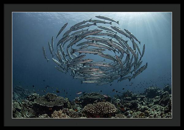 Barracuda School In Motion