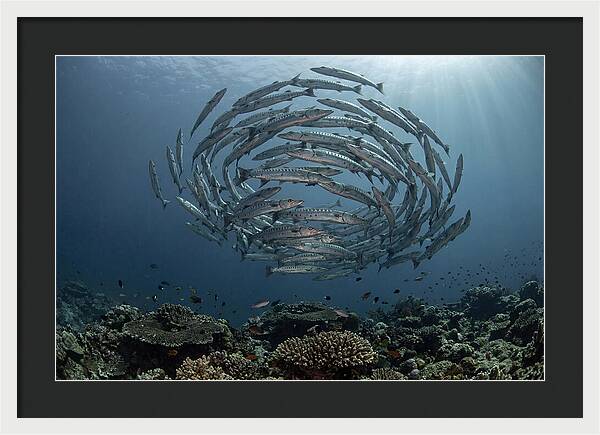 Barracuda School In Motion