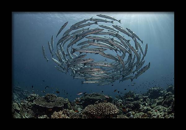 Barracuda School In Motion